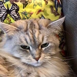 Hi! I’m Arlene from Palmetto Animal League 😺